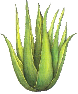 Aloe Vera